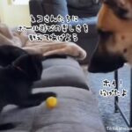 子猫たちにボール遊びの楽しみを教えてあげるジャーマンシェパード