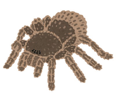 【閲覧注意】希少な大型クモ発見される　こんなん叫ぶわ…