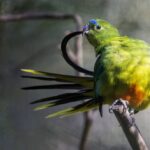 繁殖のために飼育された鳥は羽根の形が変化してしまい、野生での生存率が激減することが判明