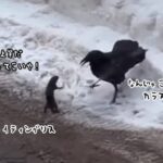 俺はやる、俺はやる。カラスに真っ向勝負を挑んだリス、その結末は？