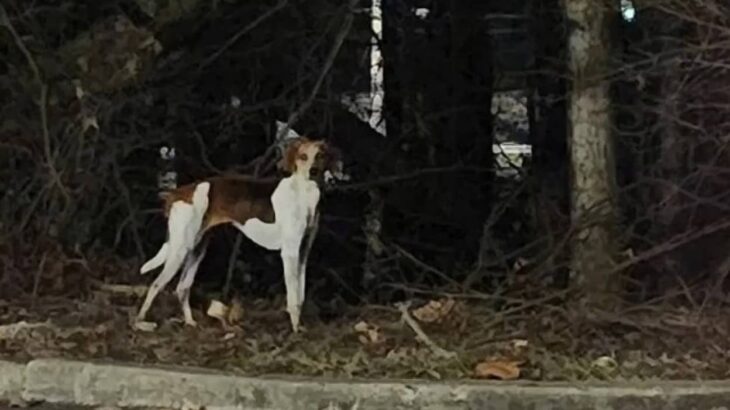 行方不明になってから100日後に家に戻ってきた犬。ずっと森で迷子になっていた