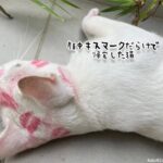 どこでそんなに愛されてきたんだ？顔中にキスマークをつけて帰宅した猫