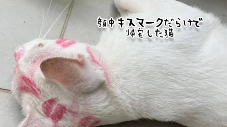 どこでそんなに愛されてきたんだ？顔中にキスマークをつけて帰宅した猫