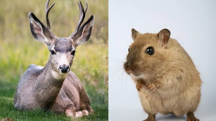 鹿の角の幹細胞を移植しマウスに角を生やすことに成功。再生医療の進展につながる可能性