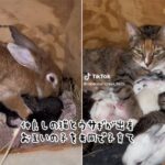 仲良しの猫とウサギが同時に出産。お互いの子供を一緒に子育て