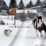 一緒に走ると楽しいね！大好きな雪の上を馬と追いかけっこするハスキー