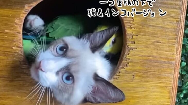 猫とインコが巣箱の中でくんずほぐれつ、仲良くじゃれあう