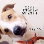 スマホからママンの声が聞こえるたびに首を傾けるかわいい犬