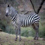 お外の世界が知りたくで。シマウマが動物園から脱走、3時間の自由を手に入れた後捕獲される