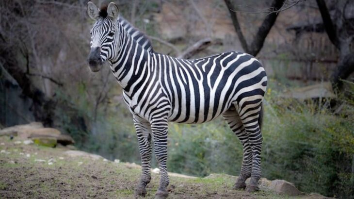 お外の世界が知りたくで。シマウマが動物園から脱走、3時間の自由を手に入れた後捕獲される