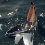 中世の写本に描かれた伝説の巨大海獣「ハーヴグーヴァ」はクジラの捕食行動だった可能性