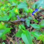 【昆虫食】日本(年間食糧廃棄1700万トン)「もう食べられるものがない…コオロギ食べなきゃ…」