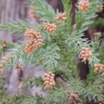 【公害レベル】今年の花粉症、ガチでヤバすぎる…