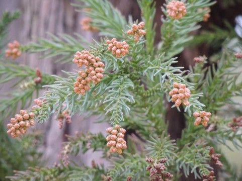 【公害レベル】今年の花粉症、ガチでヤバすぎる…