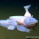 これまでで最も深い場所に生息する魚が日本近海で発見される。水深8330メートル