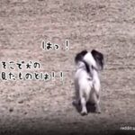 これ以上前に進めない…そこで犬の見たものとは！？