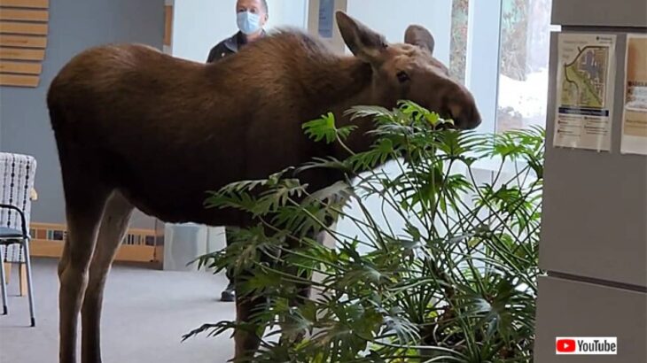 ごちそうがあると聞いて…ヘラジカが病院に入り込み観葉植物をおいしくいただく