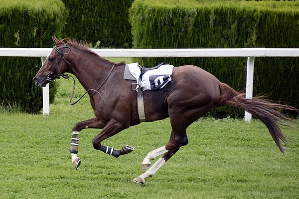 馬「あっ、骨折れたわ！」馬主「じゃあ死ね」馬「え？」