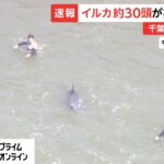 【地震前兆】千葉県の海岸に「イルカ32頭」が打ち上げられる！