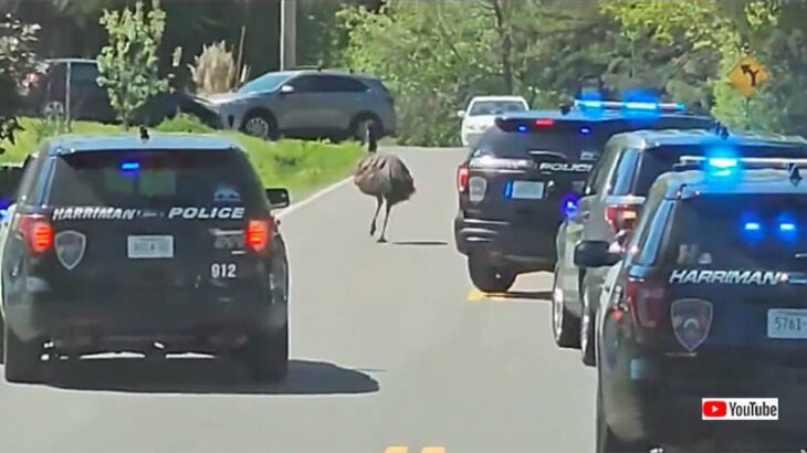 エミューが数台のパトカーを率いて道路を走るだとぅ！？その真相は？