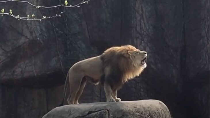 王者の咆哮。動物園に響き渡るライオンの雄叫びに拍手喝采（要音声）