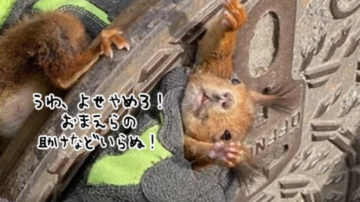 「おまえらの世話にはならねぇ！」マンホールにはさまったリス、激しく抵抗を続けるも無事救助される