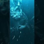 【閲覧注意】海洋恐怖症の人間に見せたら発狂する動画ｗｗｗｗｗｗｗｗ