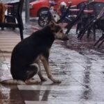 雨に打たれながら悲しい表情で店の前に座っていた犬。SNSがきっかけで8か月ぶりに飼い主と再会