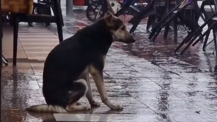 雨に打たれながら悲しい表情で店の前に座っていた犬。SNSがきっかけで8か月ぶりに飼い主と再会