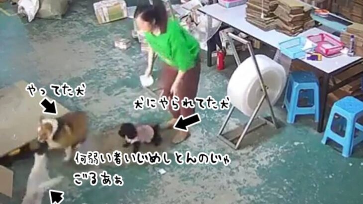 弱い者いじめ許すまじ！小犬をいじめていた犬に鉄拳制裁を下す猫