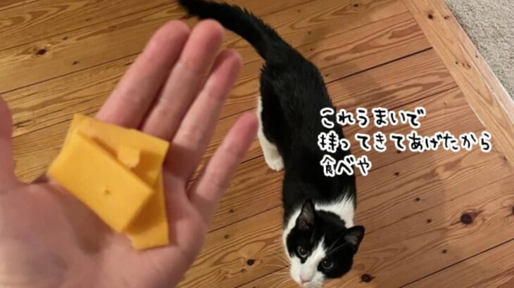 飼い主が何も食べてないことに気が付いた猫、自分の大好物のチーズを持ってきて差し出す？