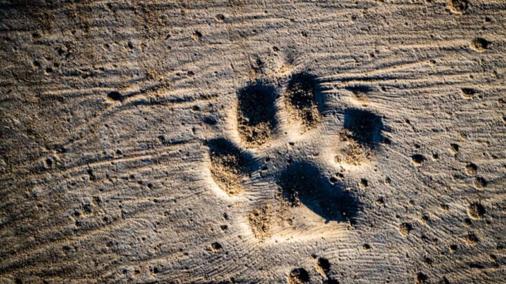 動物病院の歩道に犬たちの足跡をプリントするアイデア、大喜びで歩き回る犬たち