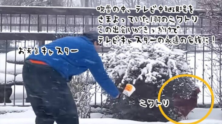 吹雪の中ニワトリと遭遇した天気予報し、飼い主が現れず飼うことに。深い友情関係で結ばれる