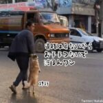 道路が危険なことを知っている犬。飼い主と手をつないで二足歩行で歩く