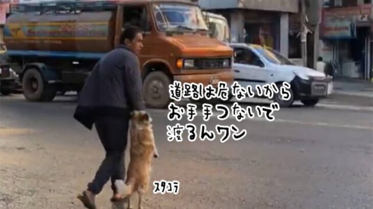 道路が危険なことを知っている犬。飼い主と手をつないで二足歩行で歩く