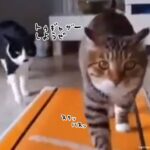 トゥギャザーしようぜ。ルームランナーで訓練中の猫と並走する猫