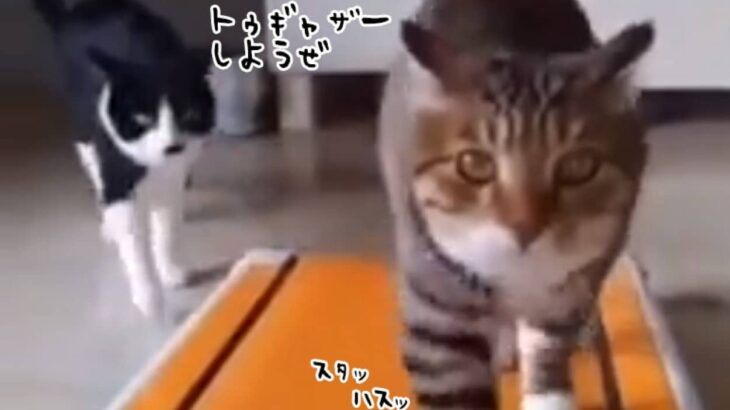 トゥギャザーしようぜ。ルームランナーで訓練中の猫と並走する猫