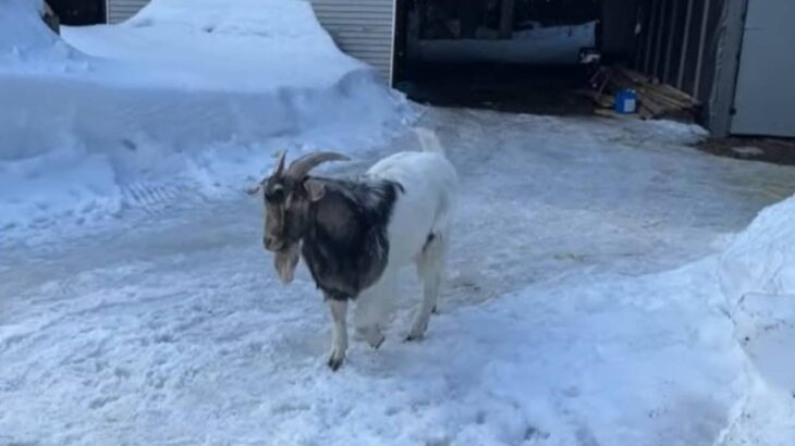 ここおれの家な。1週間休暇で家を空けていたらヤギが住み着いていた件