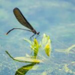 【昆虫の惑星】昆虫学の謎 → 「なぜ昆虫は海に進出していないのか？」に有力な新説が登場