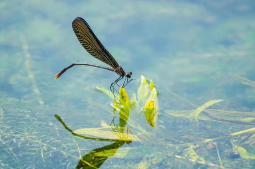 【昆虫の惑星】昆虫学の謎 → 「なぜ昆虫は海に進出していないのか？」に有力な新説が登場