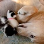 目の見えない子猫たちがやって来た！愛犬「この子たちのお世話は任せて！」と献身的なベビーシッターになる