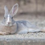 うさぎさん、仲間が捕まり飼育員にブチギレるｗｗｗw