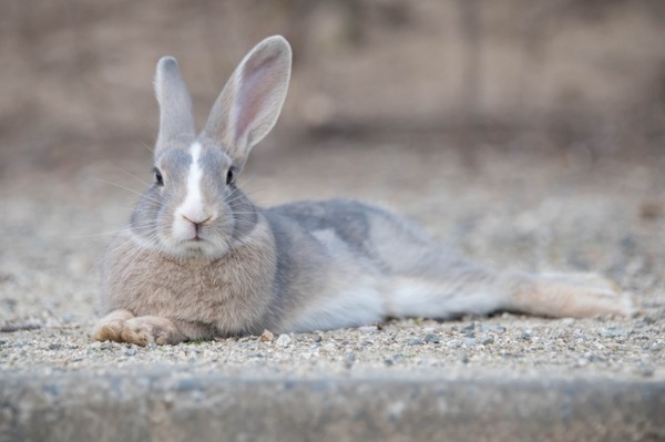 うさぎさん、仲間が捕まり飼育員にブチギレるｗｗｗw