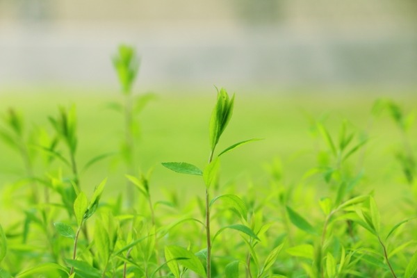 【閲覧注意】植物さん、とんでもないものに擬態してしまうｗｗｗ