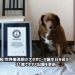 祝！世界最高齢の犬が誕生日を迎え31歳に。ギネス記録を更新