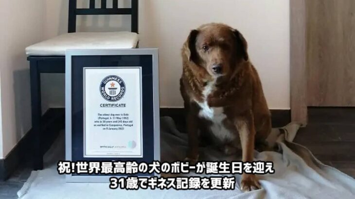 祝！世界最高齢の犬が誕生日を迎え31歳に。ギネス記録を更新