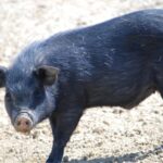 ドイツ人が食べる、『生の豚肉料理』がこちら