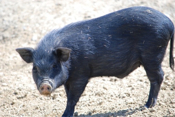 ドイツ人が食べる、『生の豚肉料理』がこちら