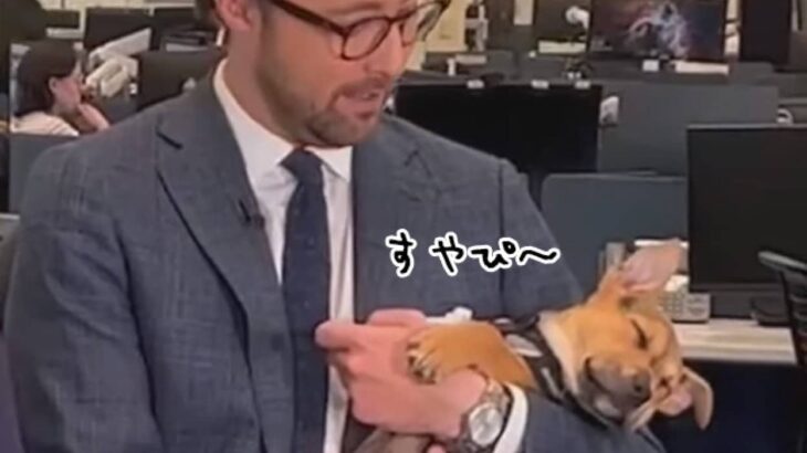 かわいい放送事故。テレビ放送中にニュースキャスターの腕に抱かれてスヤスヤ寝る子犬