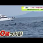 北海道・知床半島沖で約30頭シャチの群れを目撃！周辺でも目撃が相次ぐ「100頭ほどいた可能性」